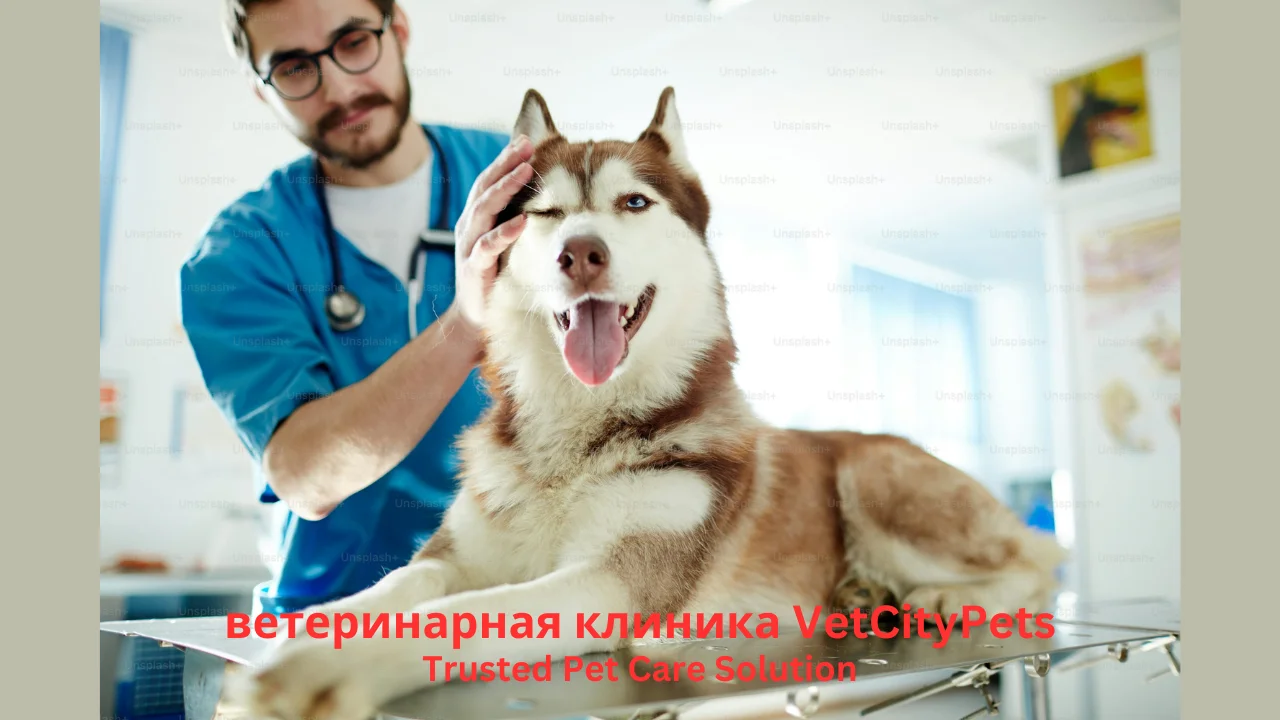 ветеринарная клиника vetcitypets