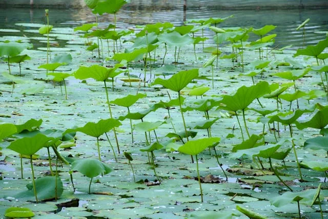 Role of pH in Aquatic Plant Health: Balancing Water Chemistry